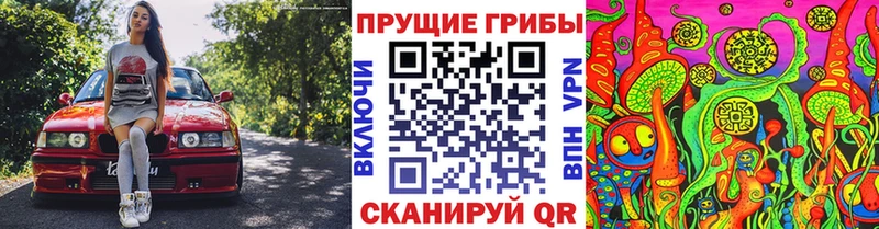 Галлюциногенные грибы Psilocybe где купить наркотик блэк спрут ТОР Горбатов